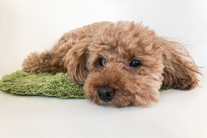 トリミングサービスのご案内（『箕面彩都どうぶつ病院』のみ）